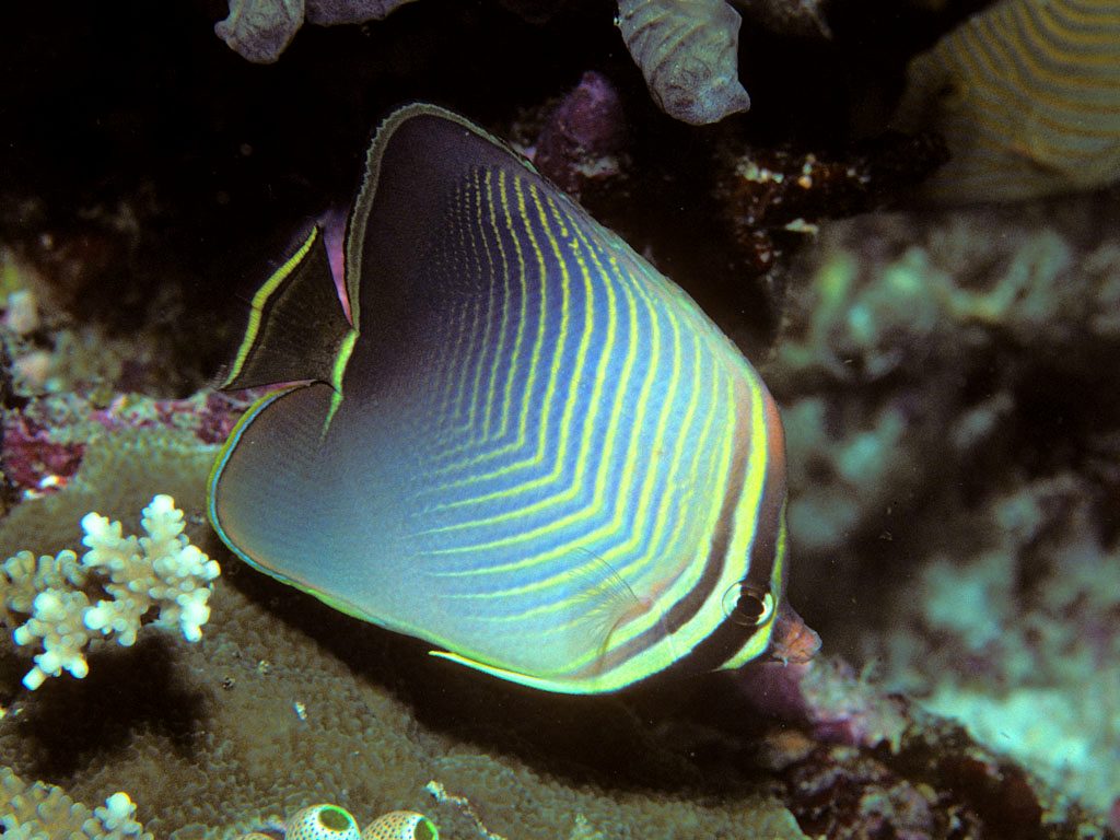 Triangle Butterflyfish