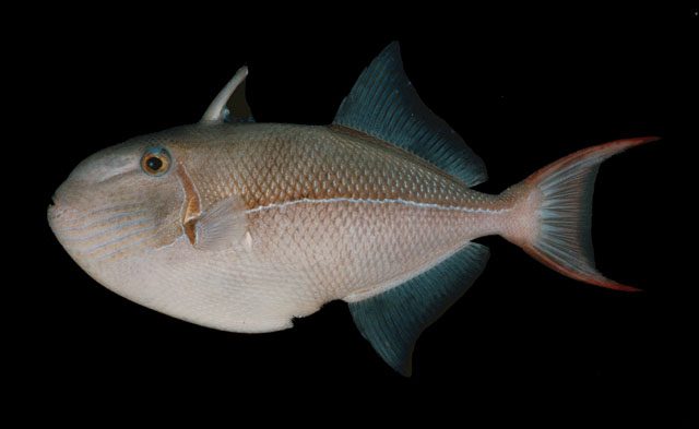 Blue-Lined Triggerfish