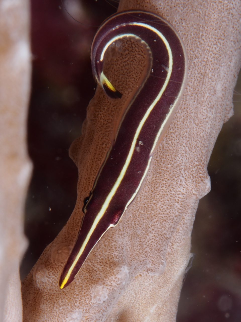 Yellow Stripe Clingfish