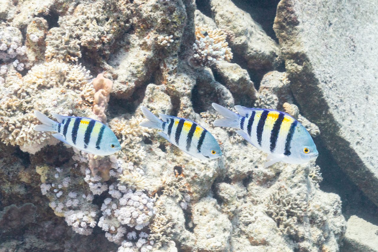 Sergeant Major Damselfish