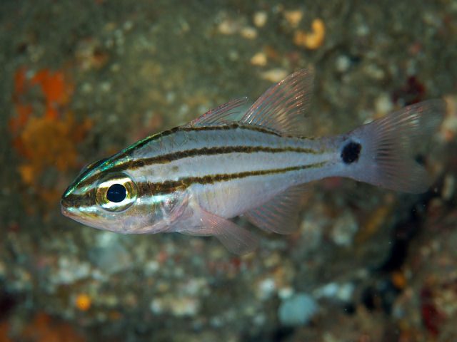Fukui's Cardinalfish
