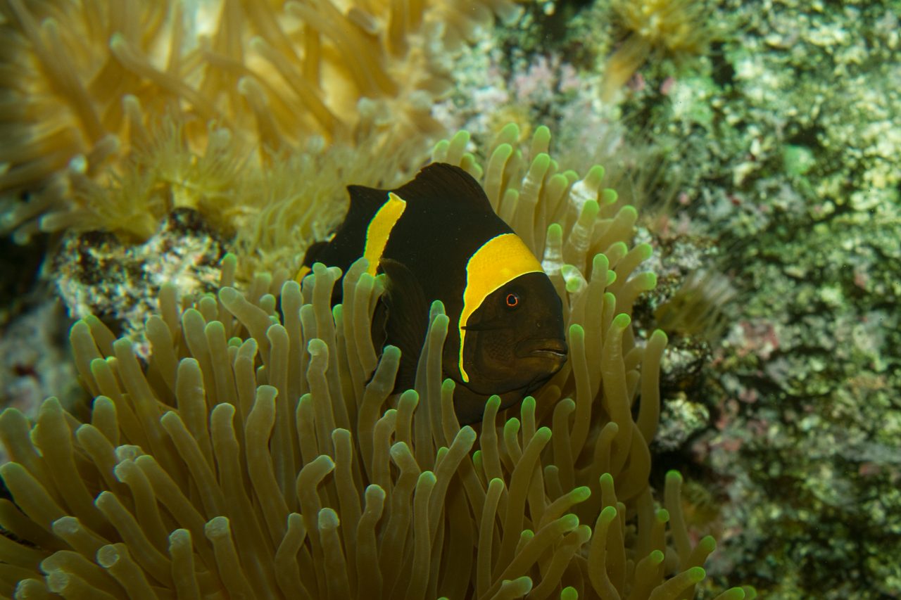 Gold Dot Maroon Clownfish
