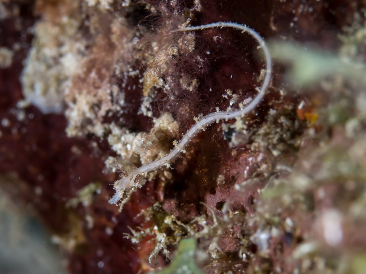 Duncker's Pipefish