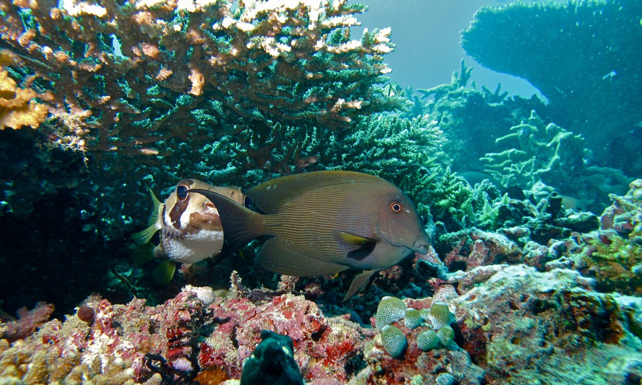 Striated Surgeonfish