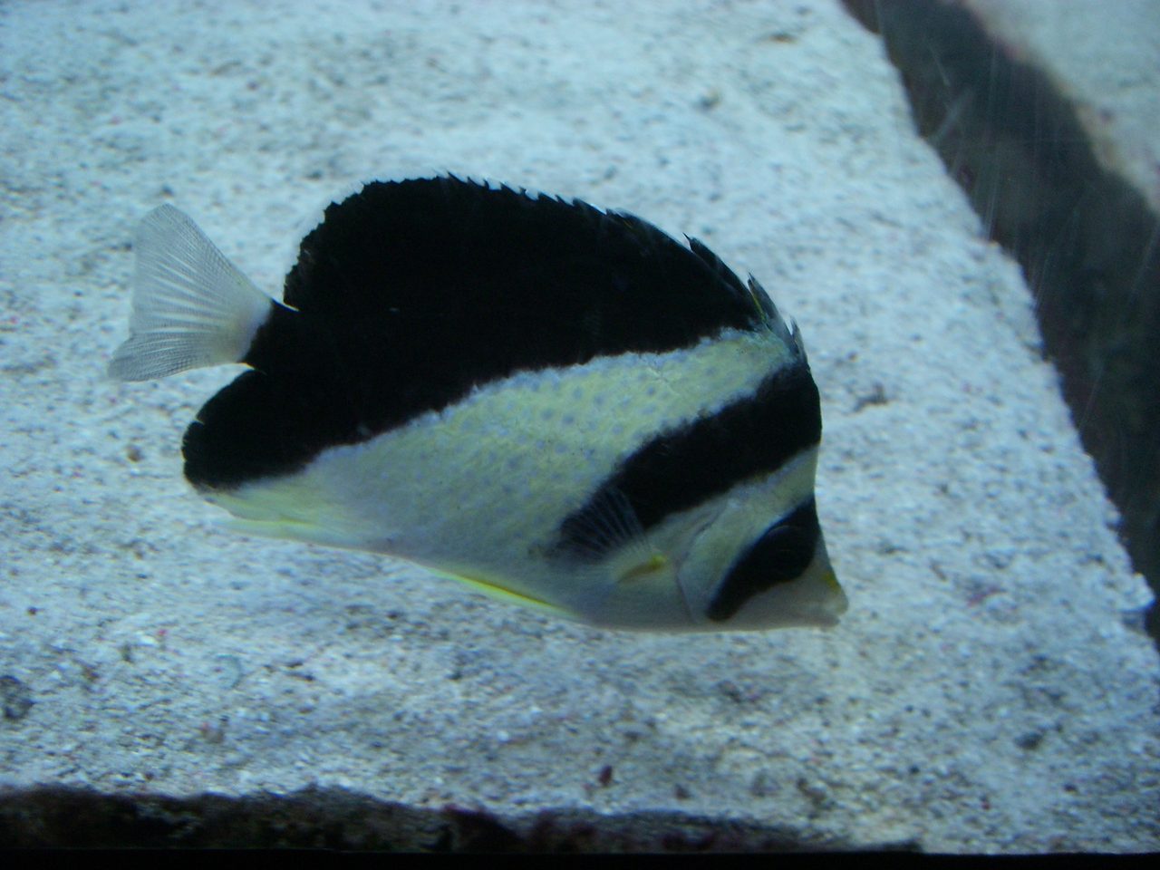 Burgess' Butterflyfish