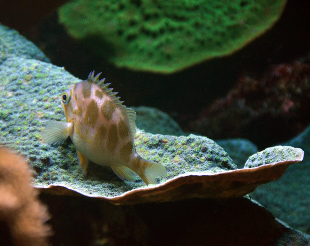 Borbonius Anthias