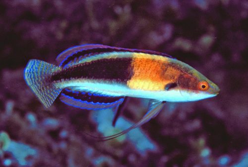 Girdled Fairy Wrasse