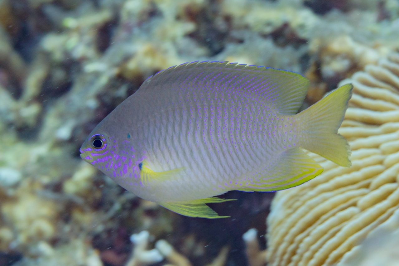 Ambon Damselfish, Captive-Bred