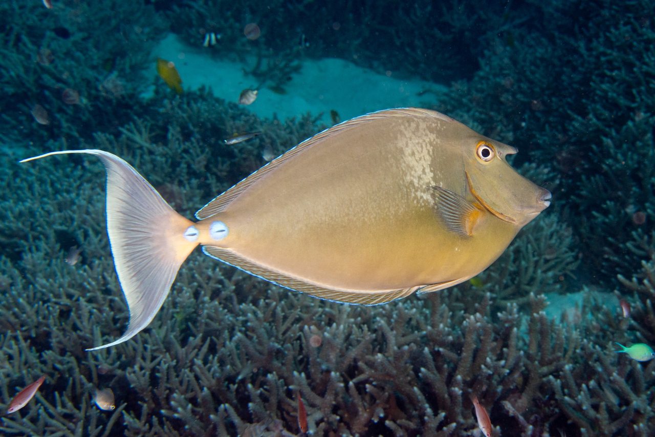 Spotted Unicornfish