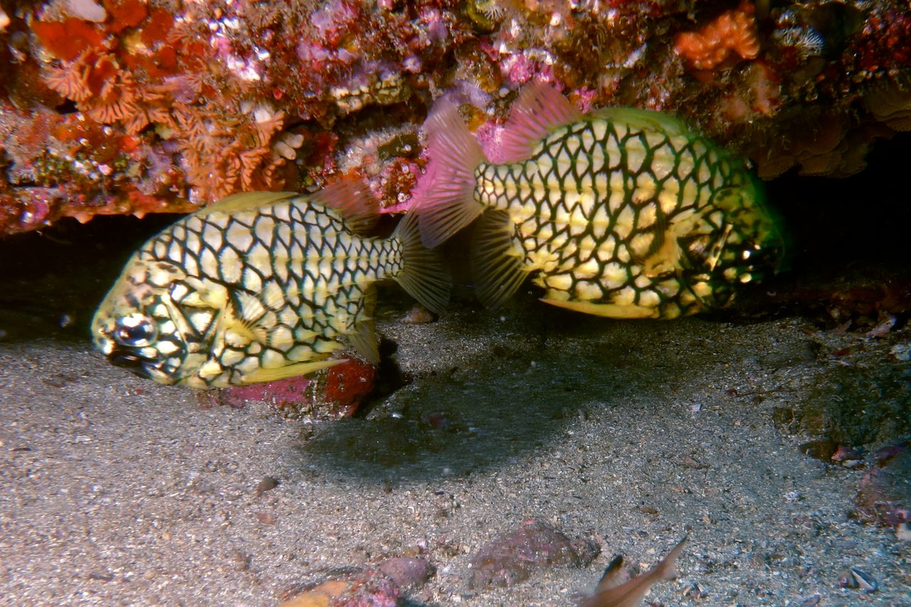 Pinecone Fish EXPERT ONLY