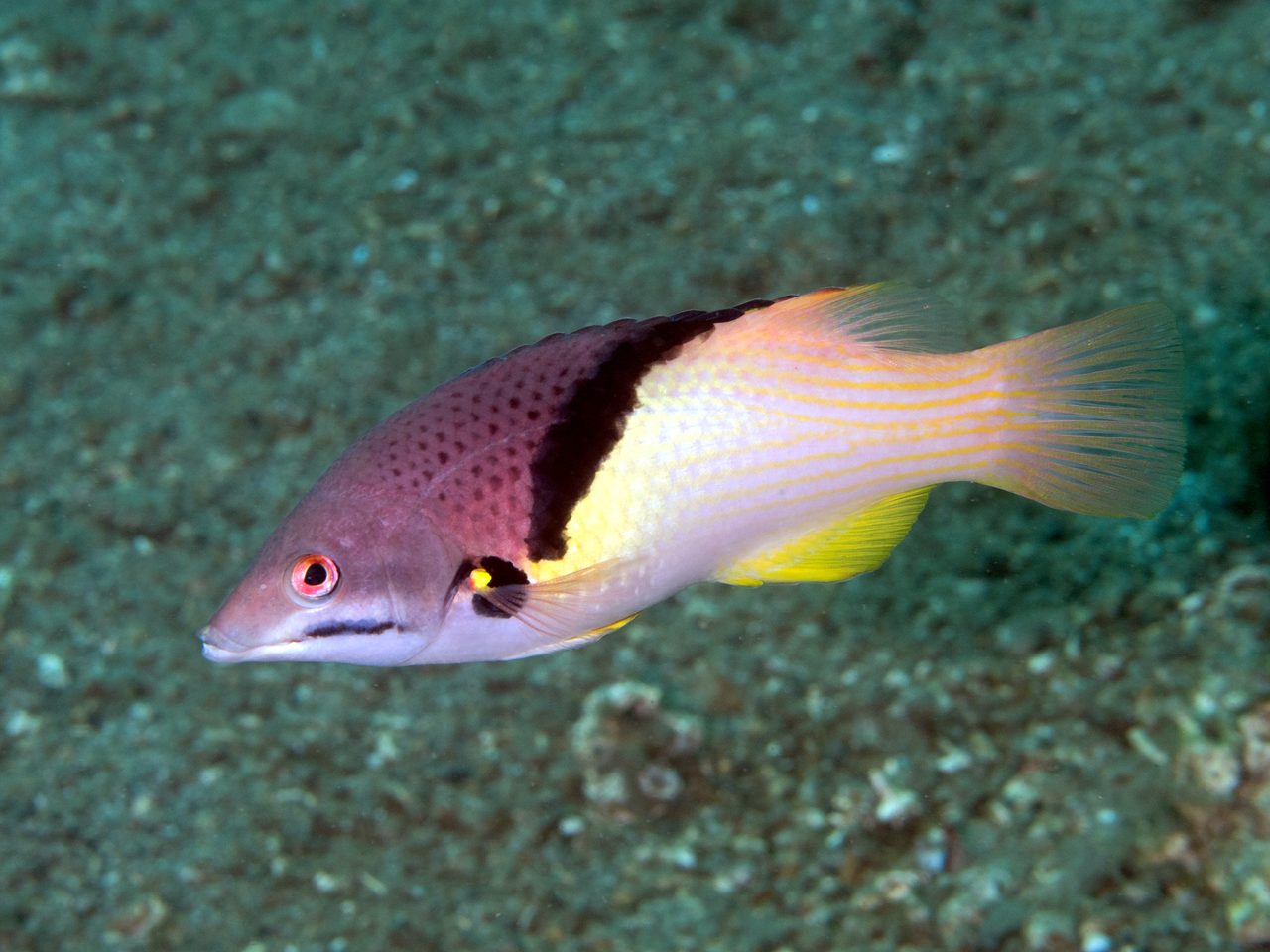 Splitlevel Hogfish
