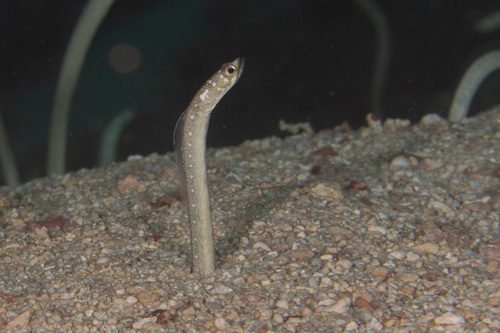 Spotted Garden Eel