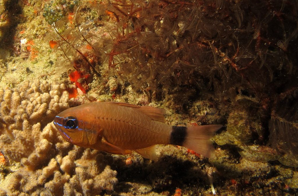 Flower Cardinalfish