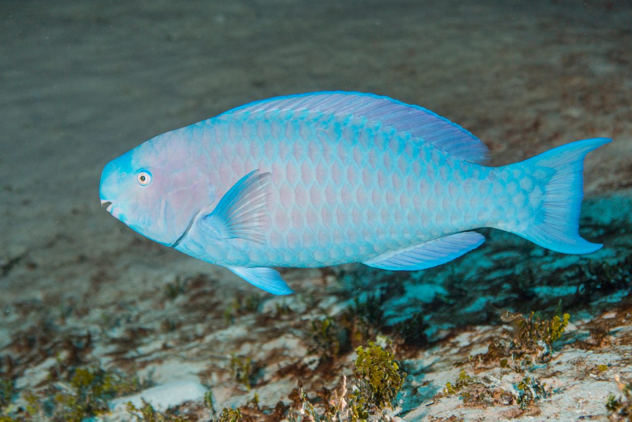 Blue Parrotfish