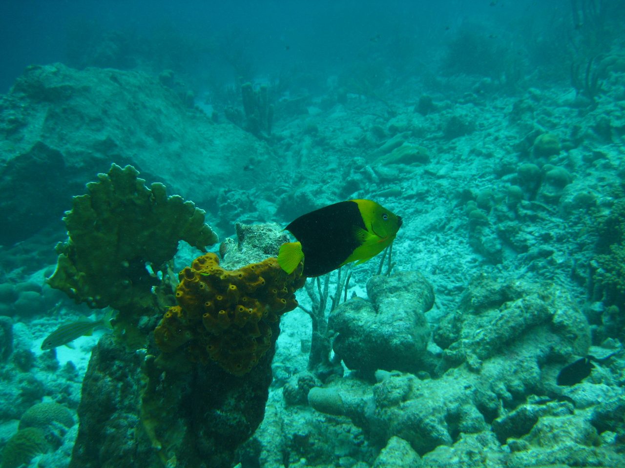 Rock Beauty Angelfish