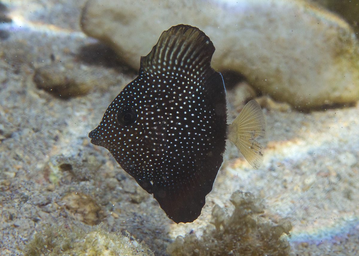 Gem Tang