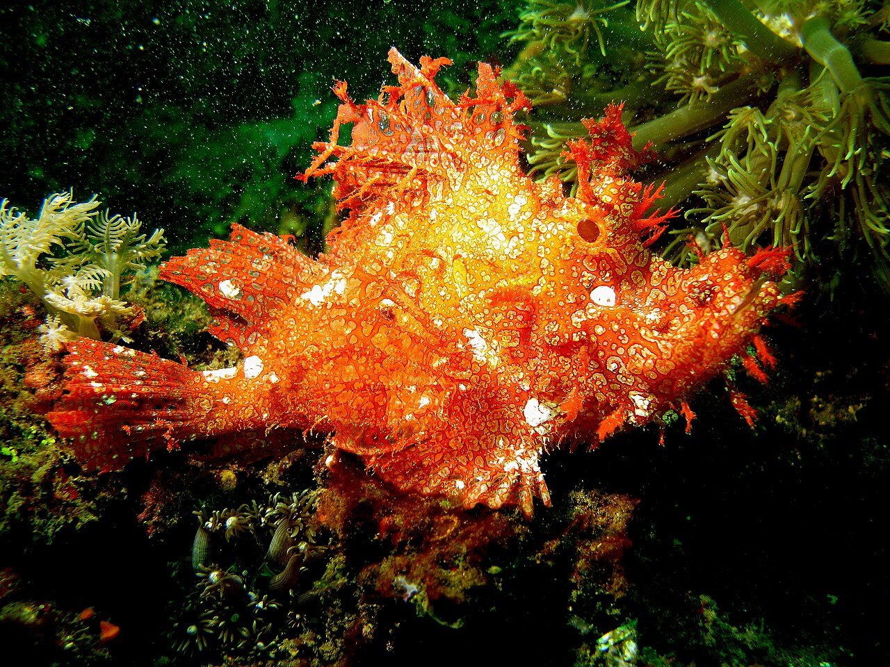 Weedy Scorpionfish