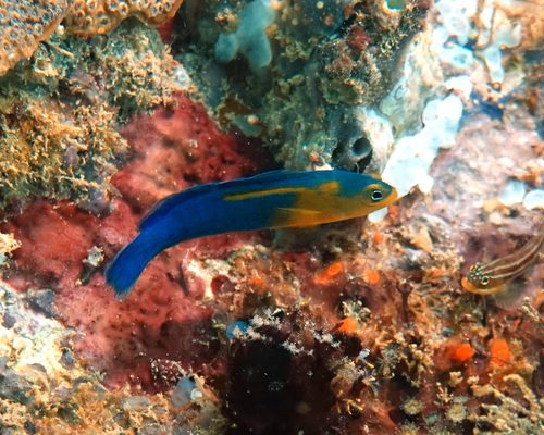 Blue-Lined Dottyback