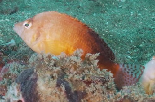Bleeker's Hawkfish