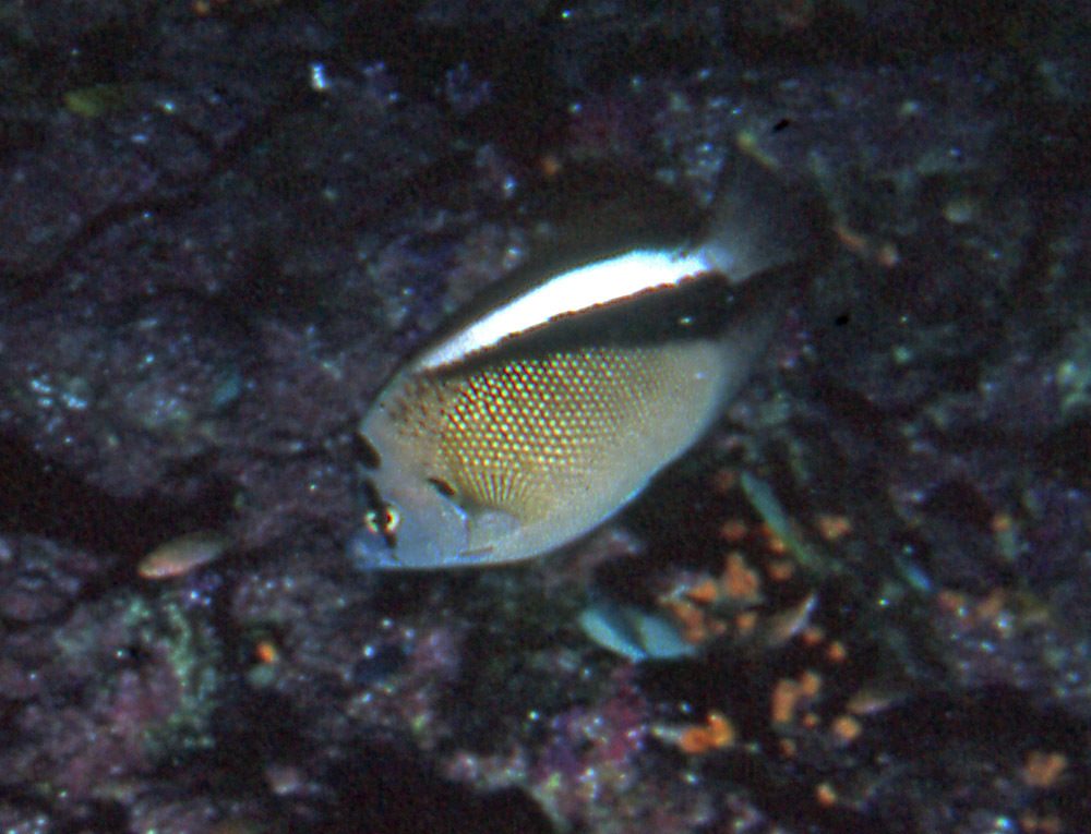Griffis Angelfish