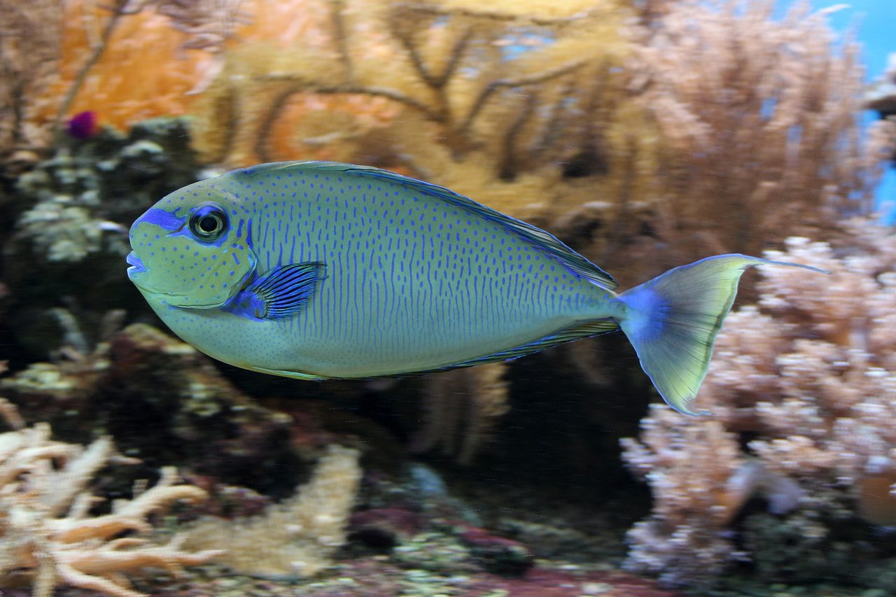 Bignose Unicornfish