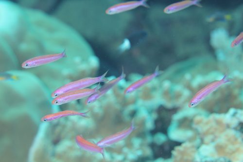 Earle's Anthias
