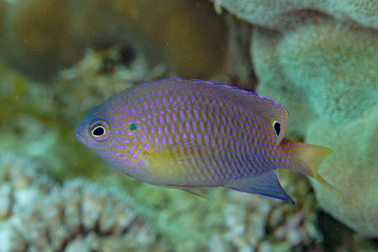 Ocellate Damselfish
