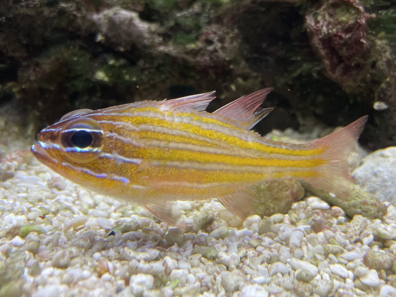 Orange-Lined Cardinalfish