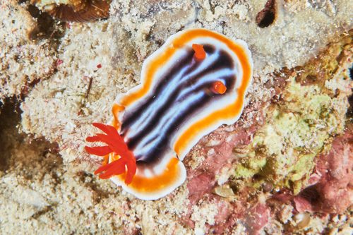 Chromodoris Nudibranch