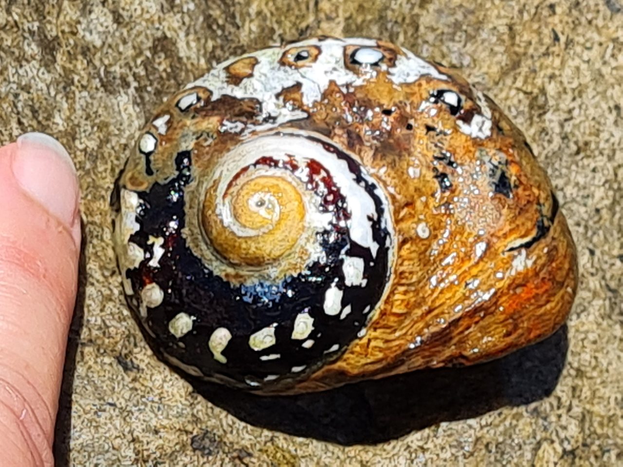 Turbo Snail
