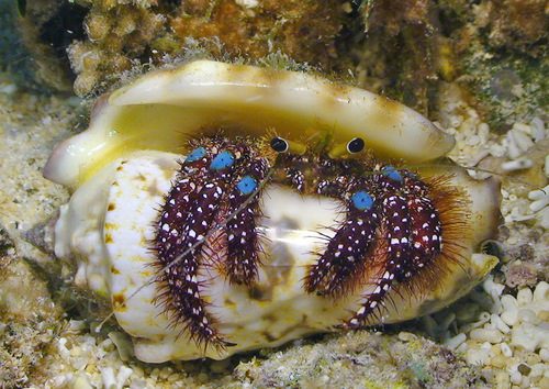 Halloween Hermit Crab