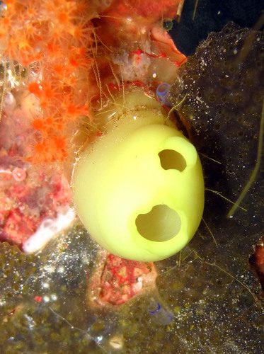 Orange Tunicate