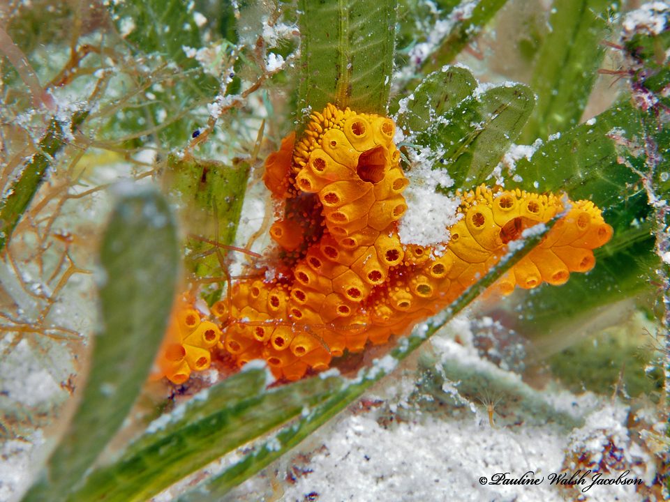 Colonial Tunicate