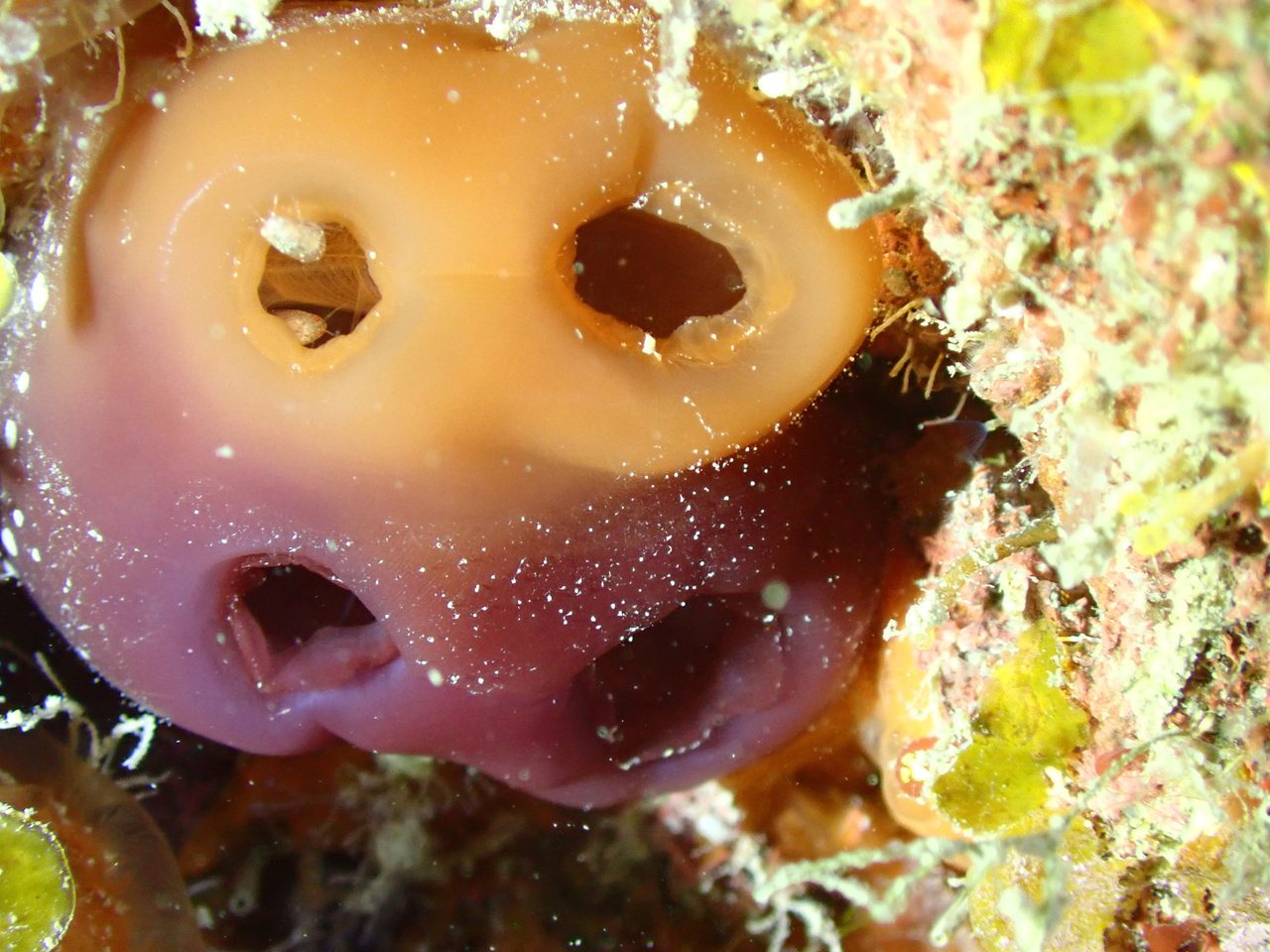 Yellow Tunicate