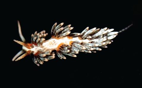Berghia Nudibranch