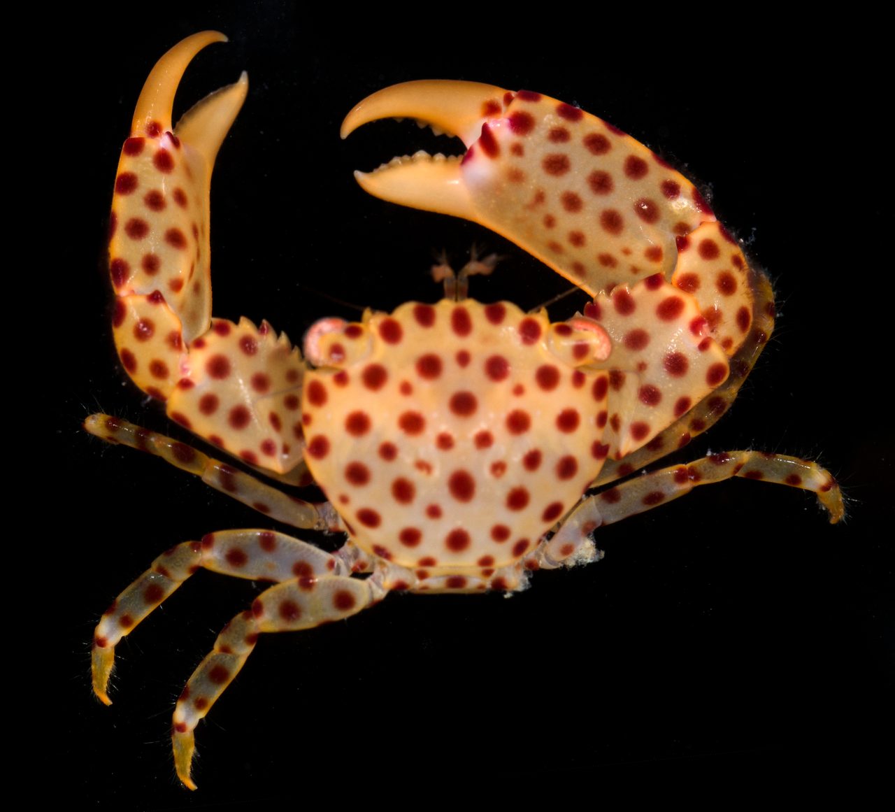 Red-Spotted Guard Crab
