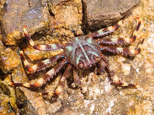 Sally Lightfoot Crab