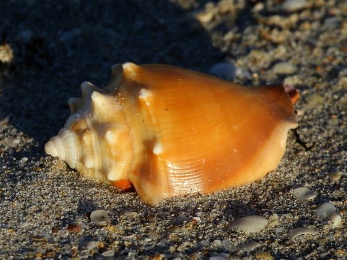 Fighting Conch Snail