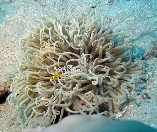 Sebae Anemone