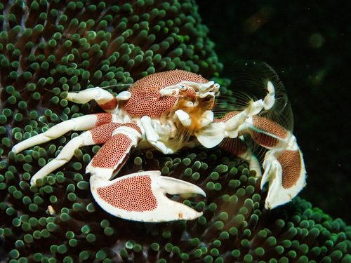 Porcelain Crab