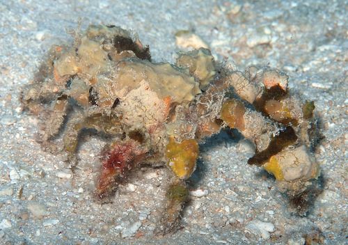 Decorator Crab