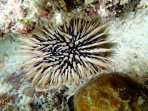 Short-Spined Urchin