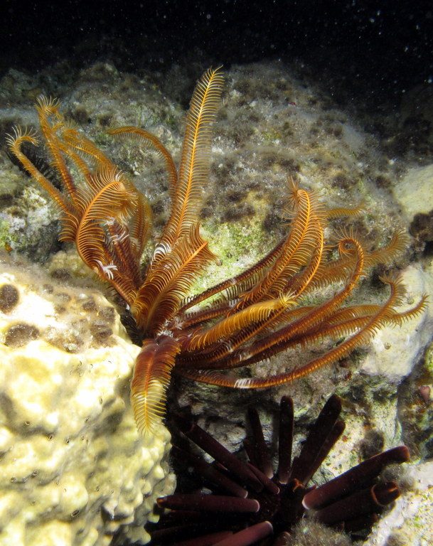 Feather Star