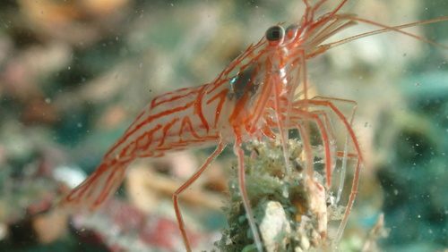 Peppermint Shrimp
