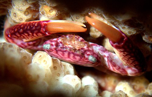 Candy Cane Coral Crab
