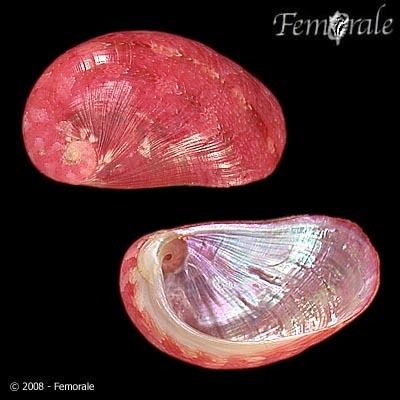 Stomatella Snail
