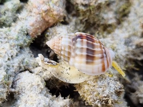 Nassarius Snail