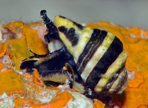 Bumblebee Snail