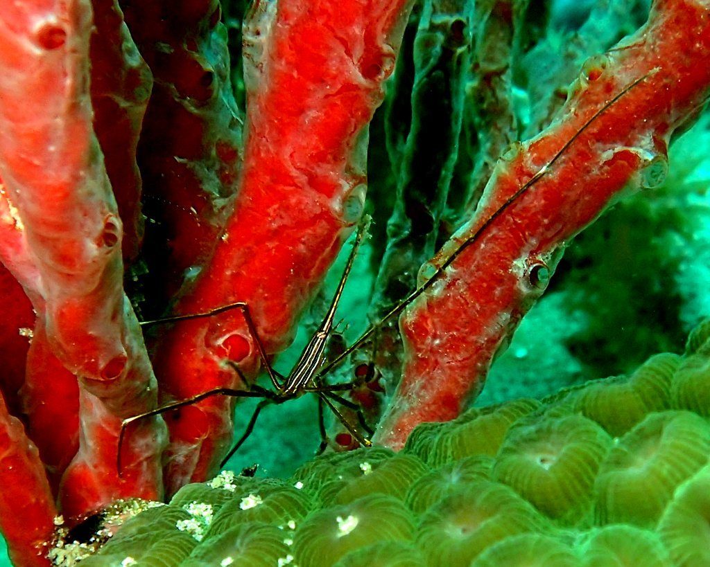 Arrow Crab