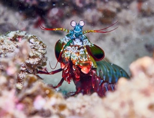 Mantis Shrimp (Peacock)